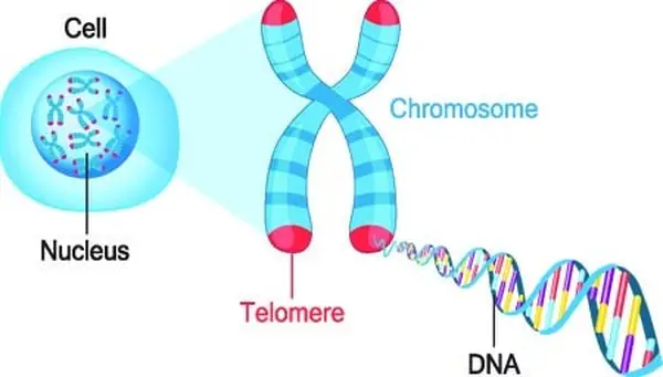 Chromosomes
