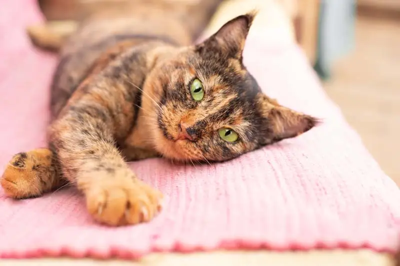 Reverse tortie