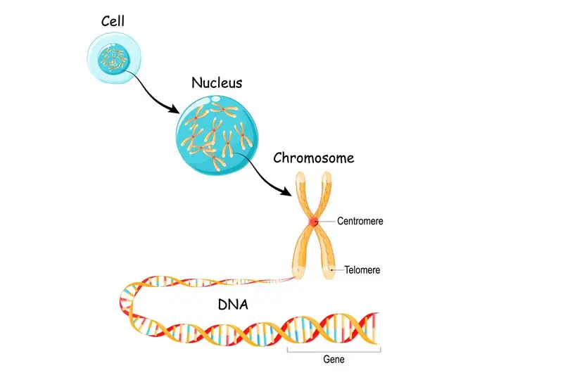 Cell, mucleus, DNA