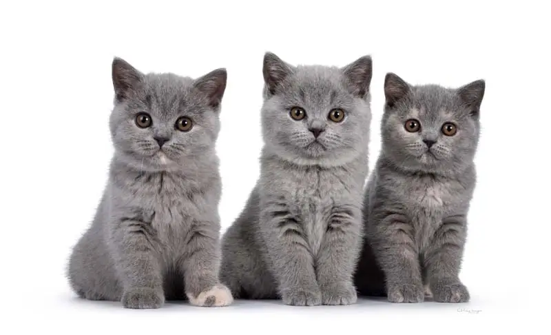 Blue and cream dilute tortie kittens