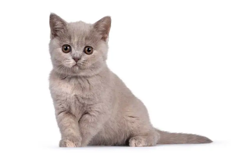 Lilac tortie