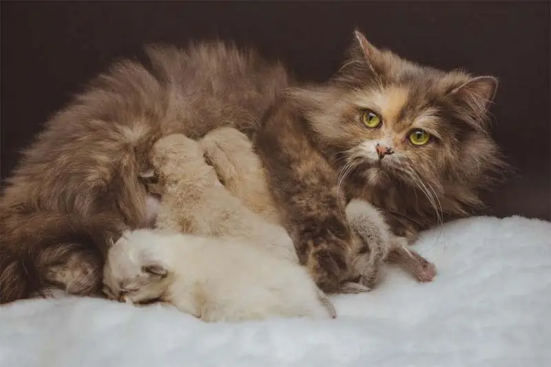 Chocolate tortie cat