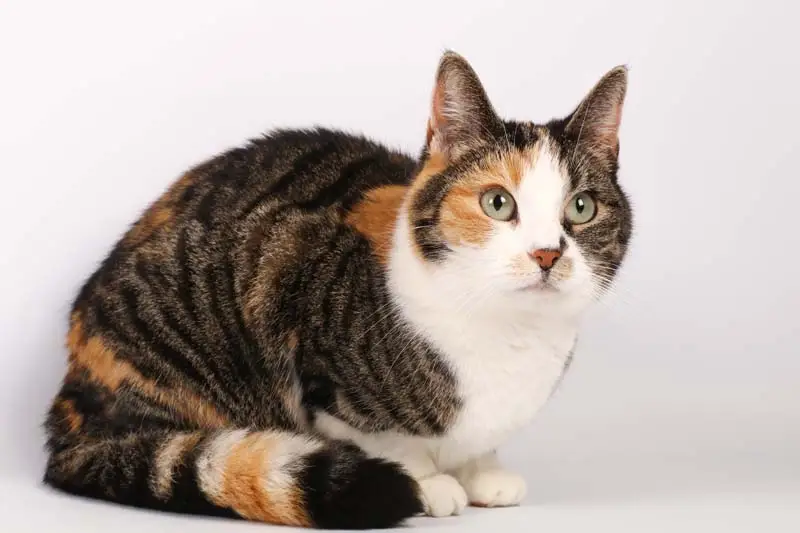 Caliby cat
