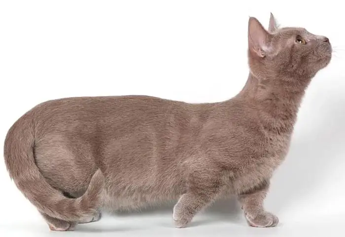 Dilute classic tabby