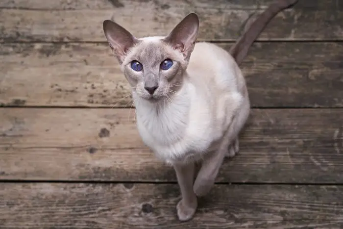Siamese cat