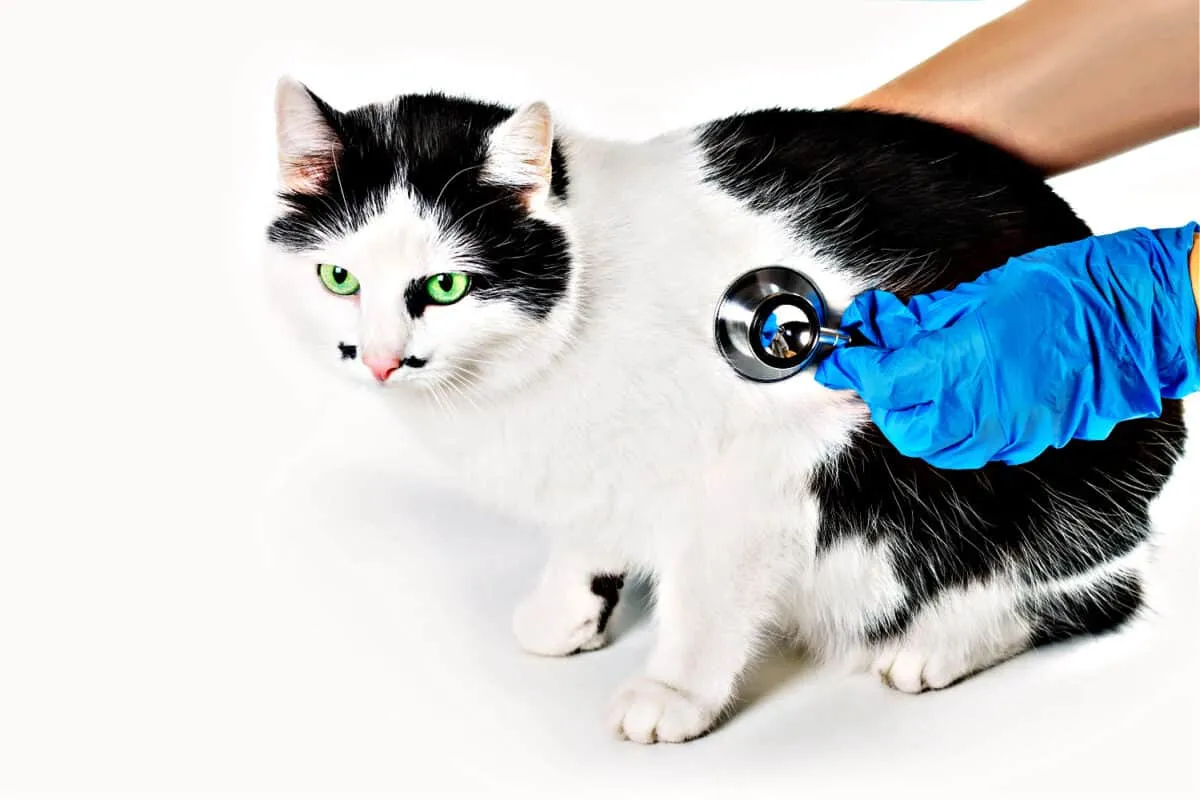 doença intestinal (DII) em gatos' title=