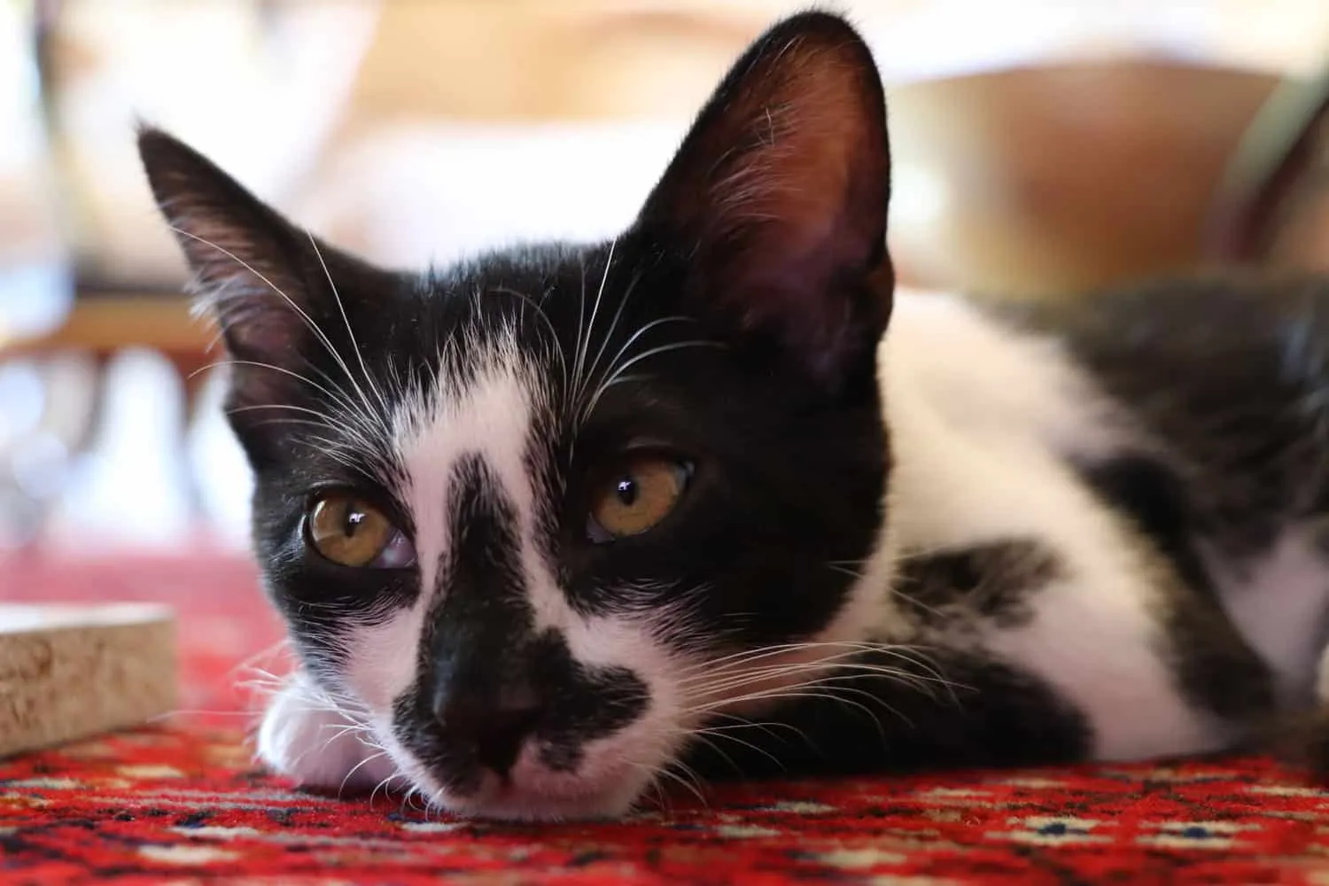 Смокинг котка с анорексия почива.' title=