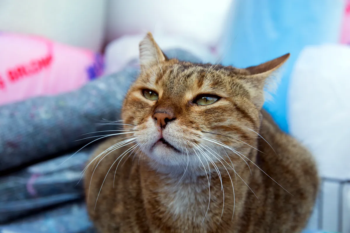 Gato com dor' title=