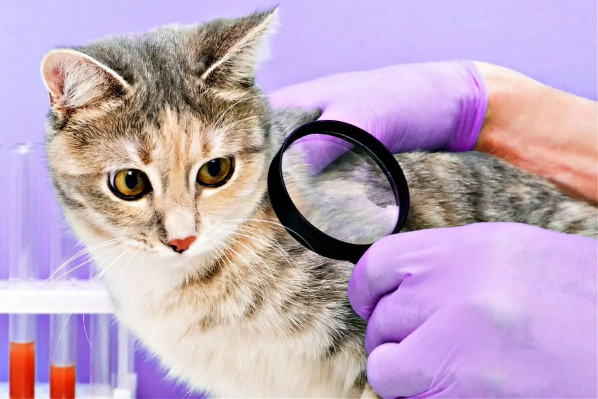Hauterkrankungen bei Katzen – ein wesentlicher Leitfaden' title=
