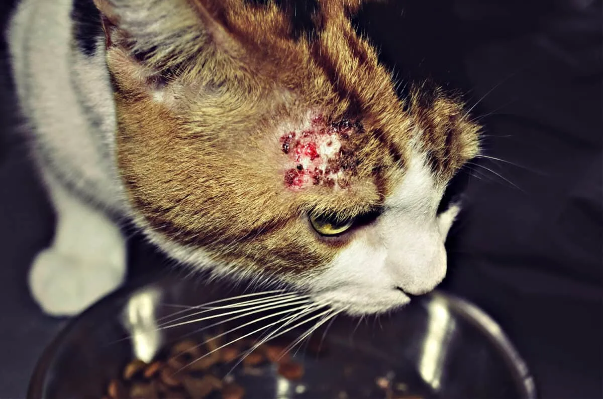 Hauterkrankungen bei Katzen – ein wesentlicher Leitfaden' title=