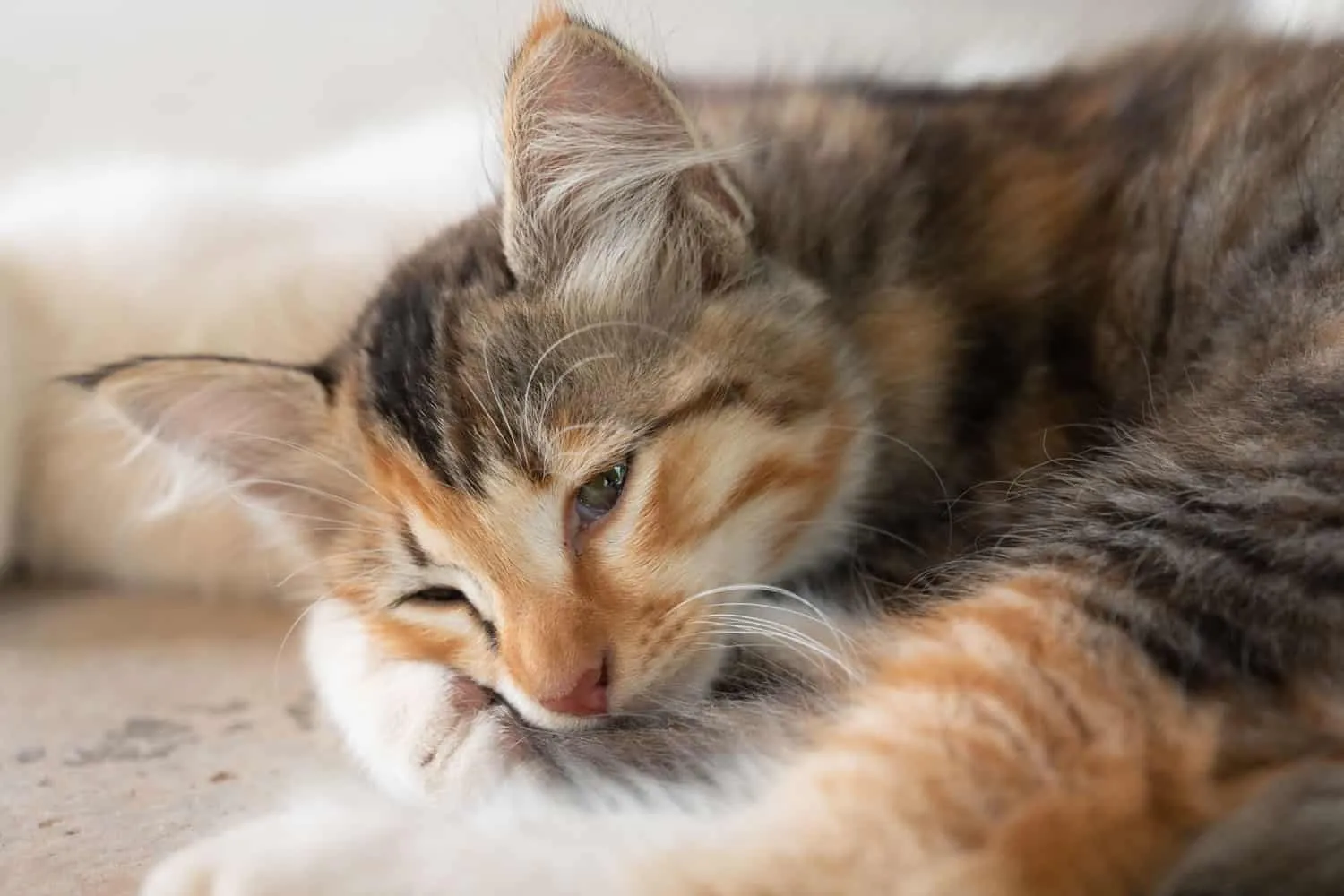 Ett fotografi fångar en trefärgad kattunge som lutar sig på golvet och utstrålar en luft av kattmelankoli. Kattens uppförande tyder på känslor av sorg tristess och kanske till och med sjukdom.' title=