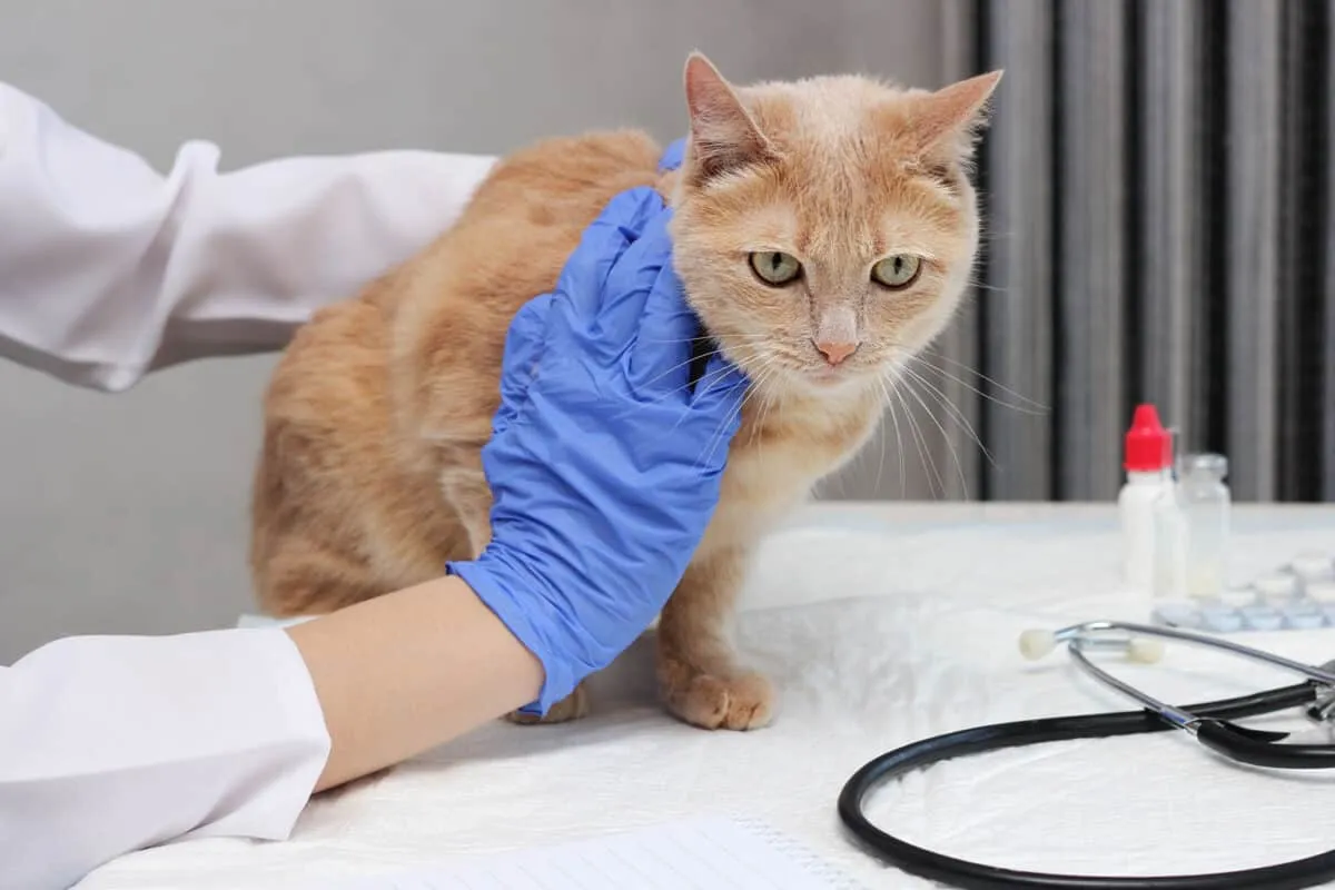 I en veterinärmiljö inspekterar en veterinär noggrant en röd katt medan han håller den ingefära katten på undersökningsbordet och utför tester för att diagnostisera potentiell leversjukdom' title=