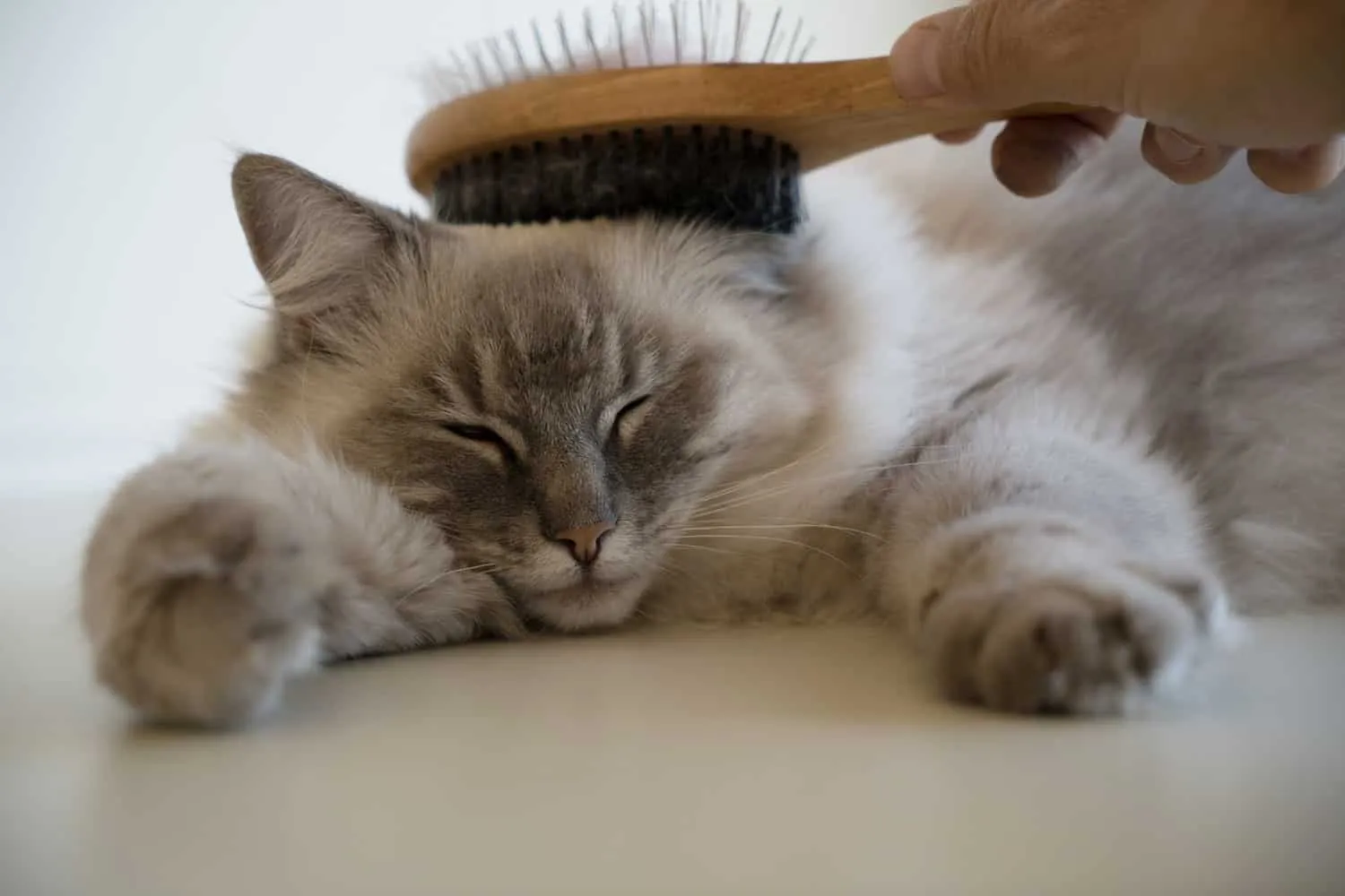 Отблизо на спокойна възрастна женска Lynx Point Ragdoll Cat, лежаща върху бяла повърхност, с лапи пред нея, като косата и главата й се четкат' title=