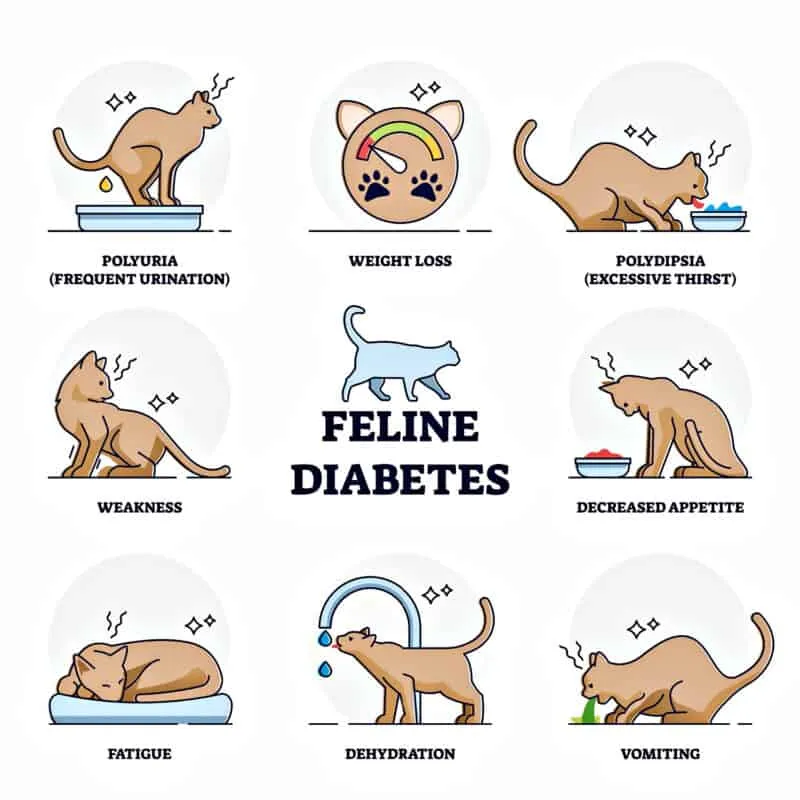 Zgodba o mačjem diabetesu' title=