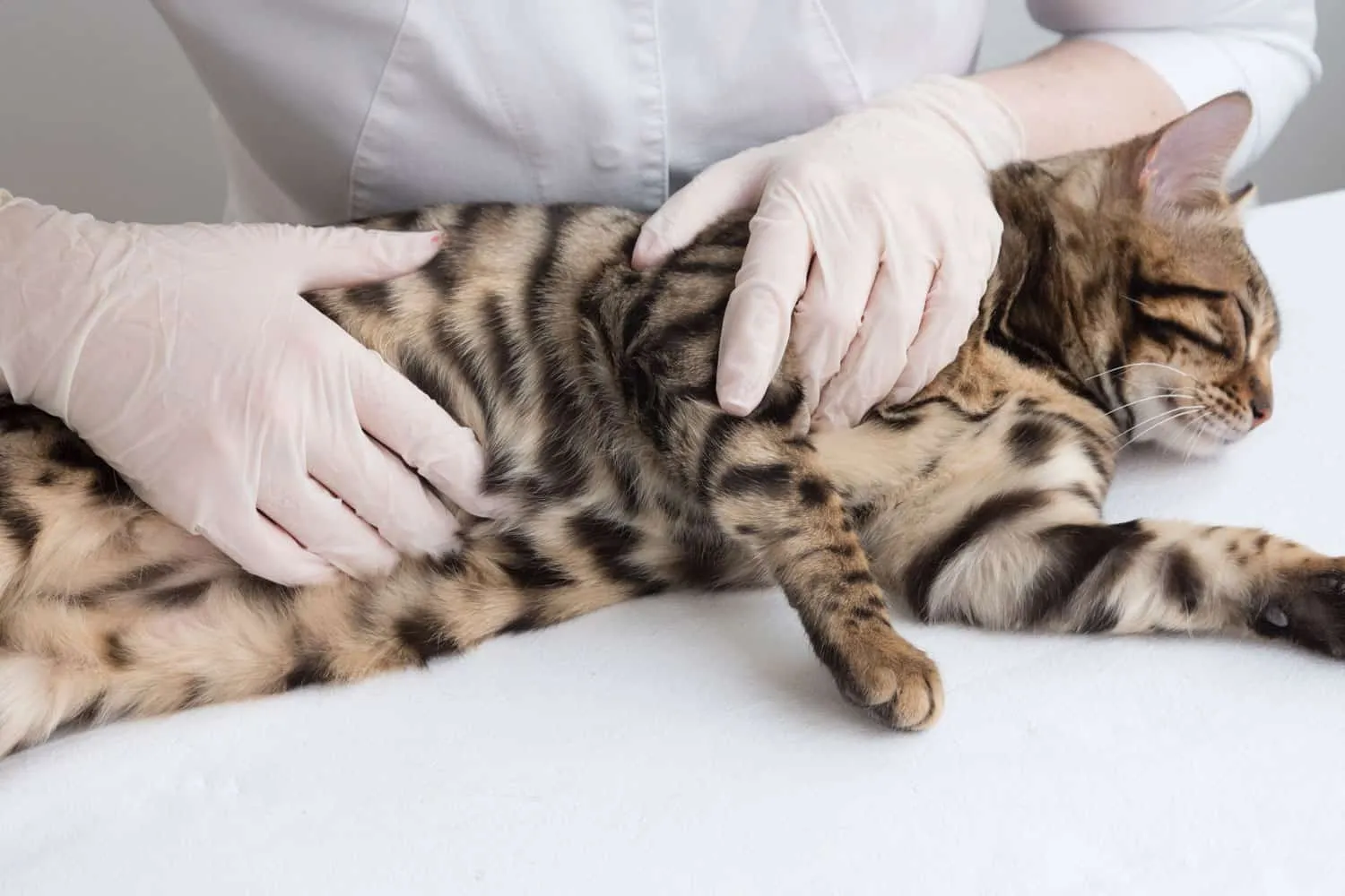 Le vétérinaire palpe le ventre du chat. Le chat est allongé sur la table devant le médecin. Rendez-vous à la clinique pour l'accouchement de grossesse. Palpation rapprochée.' title=