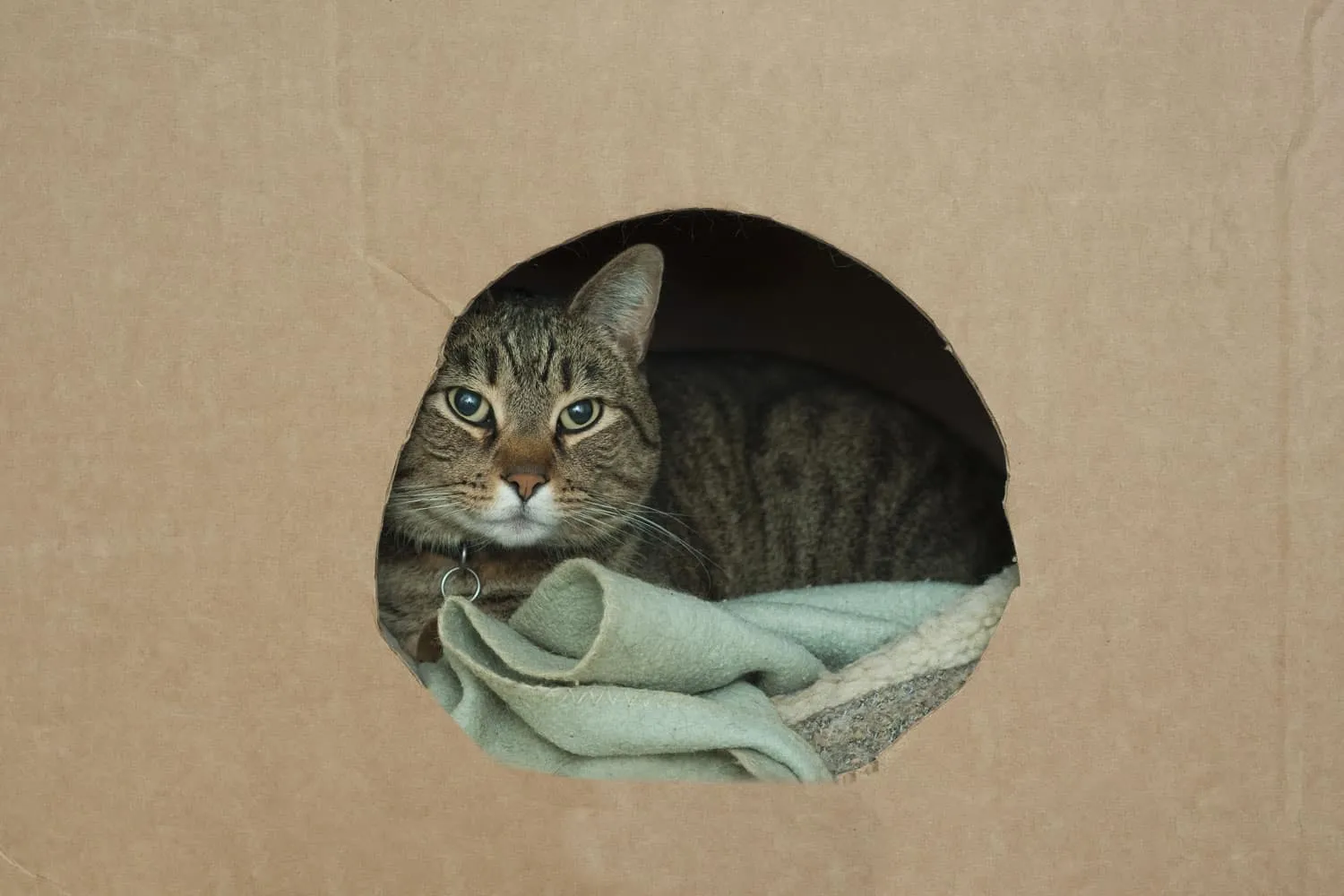 Un chat mignon se couche dans son nid à l'intérieur d'une boîte en carton avec un trou enveloppé dans une couverture' title=