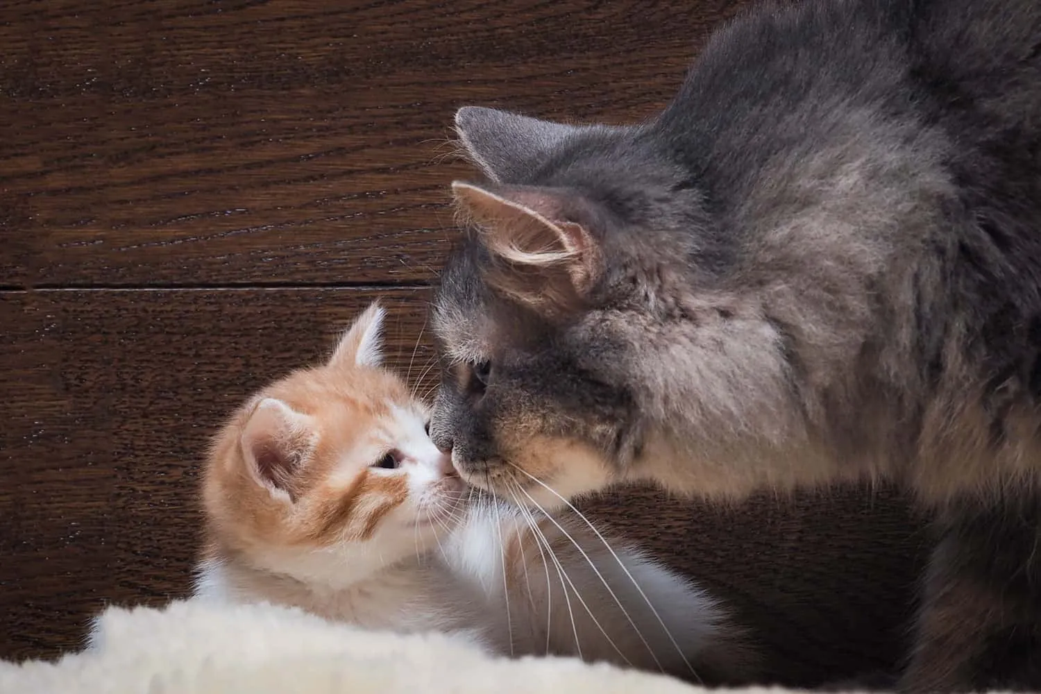 Chat et chaton. Mère et enfant. Chat chaton reniflant nez à nez. Aime l'affection familiale. Le chat est gris moelleux. Le chaton est petit blanc et roux. Tableau de fond.' title=