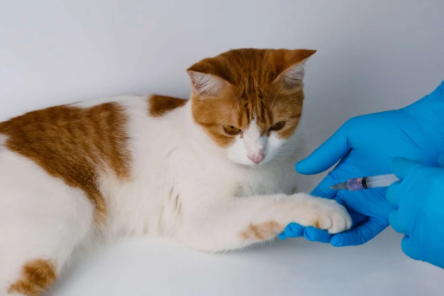 Los veterinarios vacunan a un gato naranja en la zona de las patas para prevenir la rabia, la leucemia, el SIDA felino y el gusano del corazón. en la clínica' title=