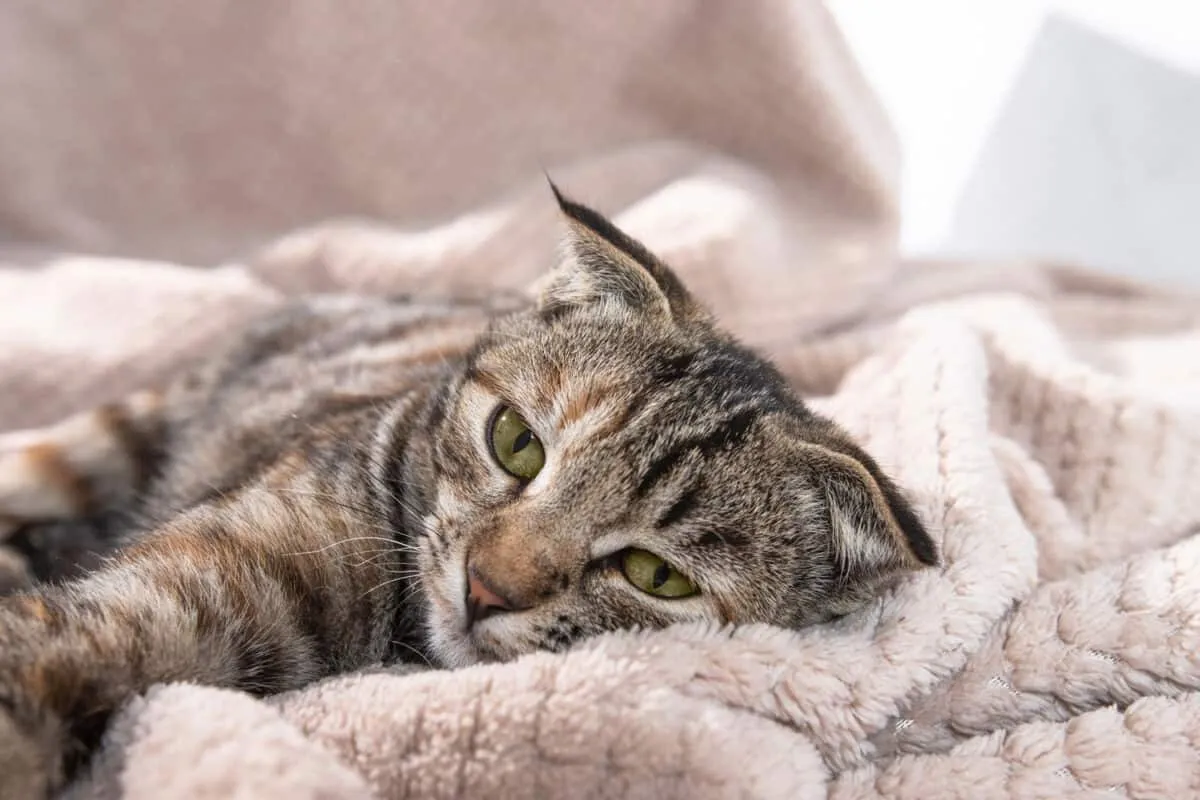 Un gatito doméstico a rayas con cara triste yace en el camino. Mascota enferma.' title=
