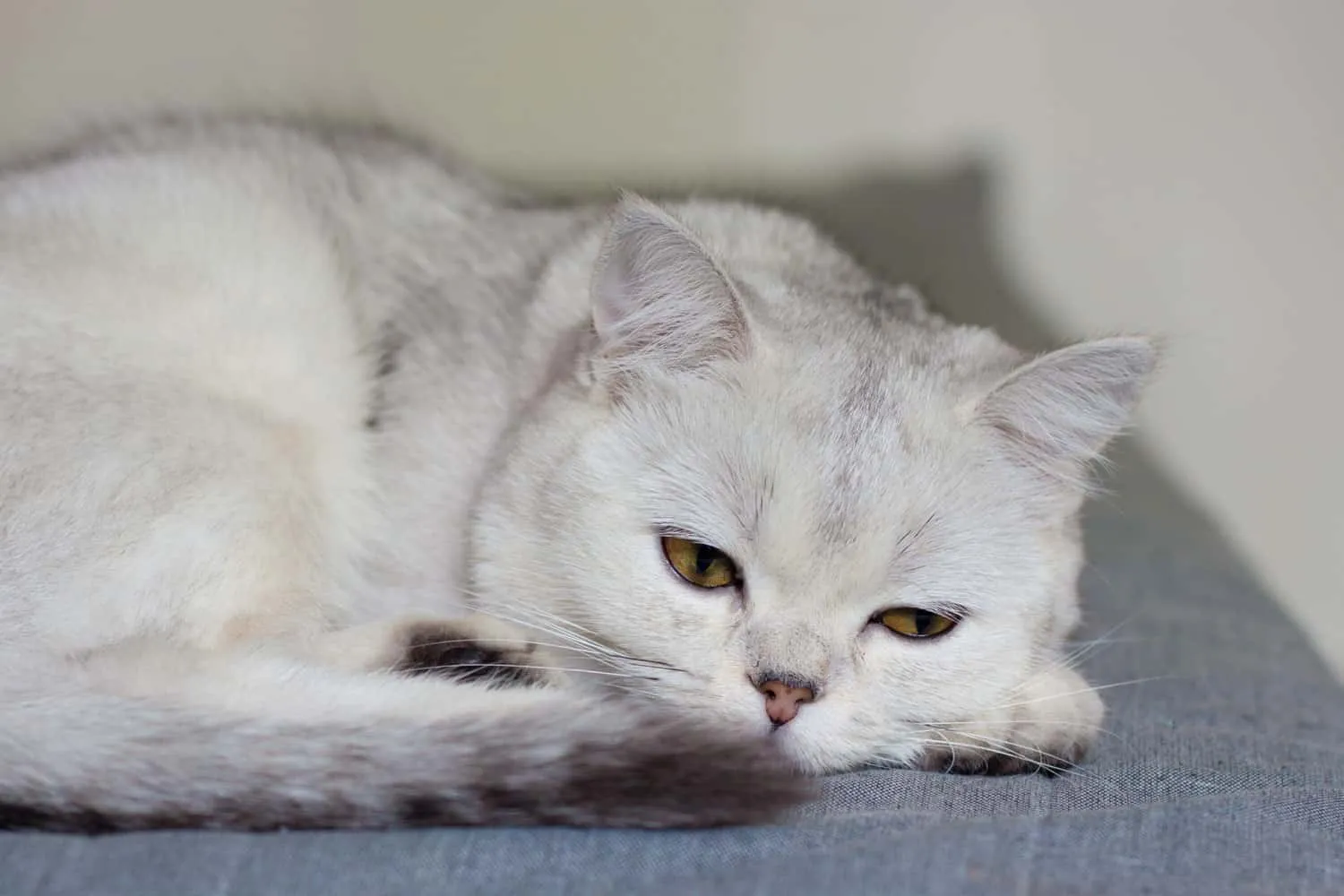 Un gato escocés está tumbado en el sofá. Un gato enfermo está tumbado en el sofá. El gato extraña a su dueño. Estado emocional del gato.' title=