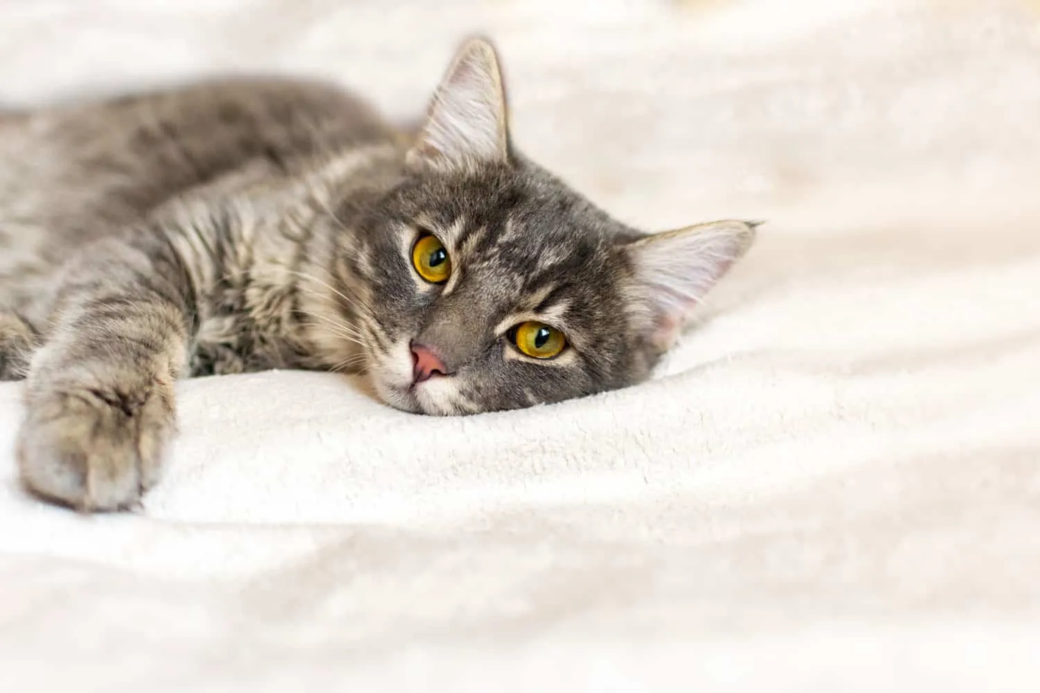 Triste gato gris joven y enfermo yace sobre una manta blanca y esponjosa en una clínica veterinaria para mascotas. La enfermedad deprimida reprimida por la enfermedad animal mira la cámara. Antecedentes de salud felina' title=