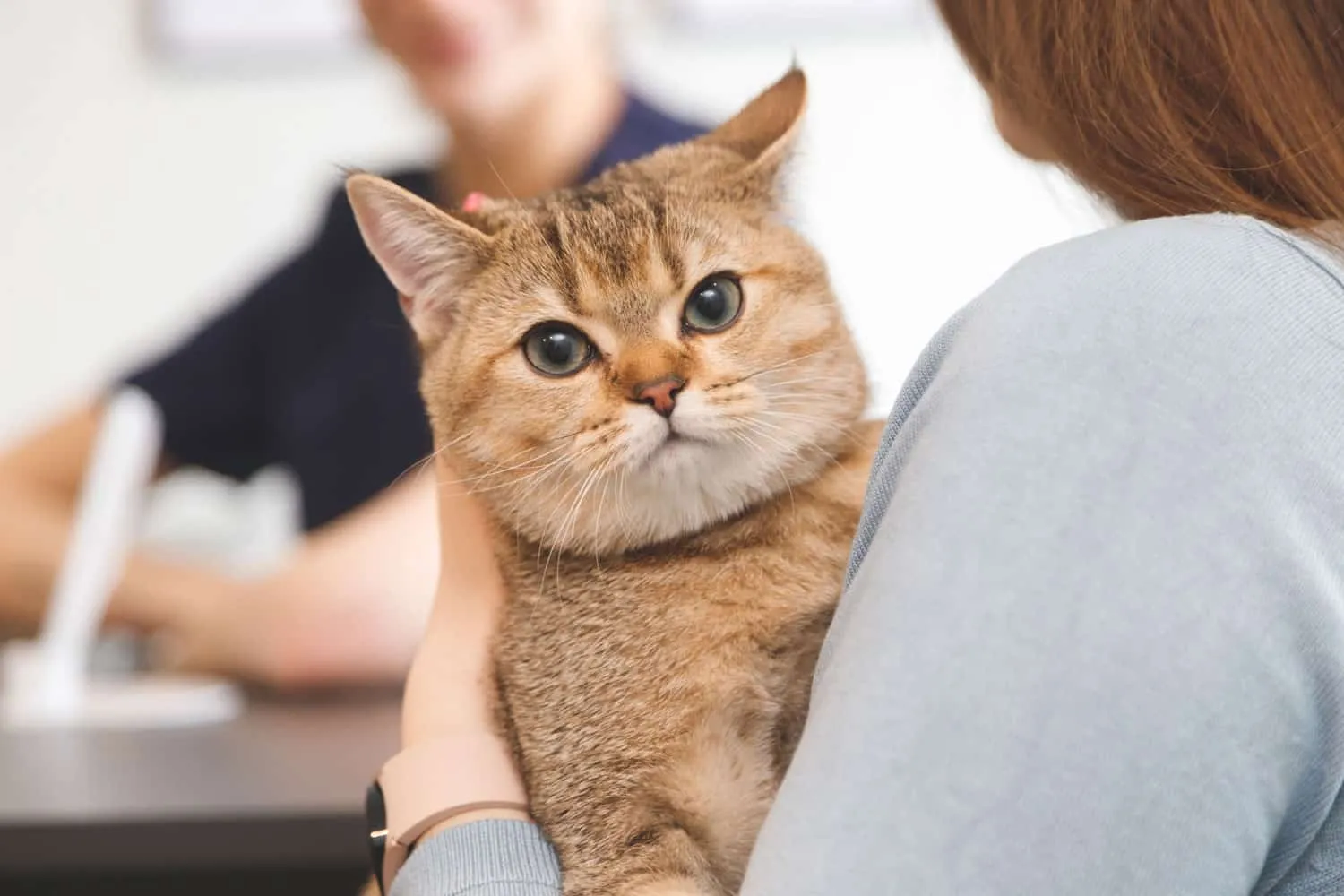 Gato en manos de mujeres en la recepción de la clínica veterinaria. Concepto de atención de la salud animal' title=