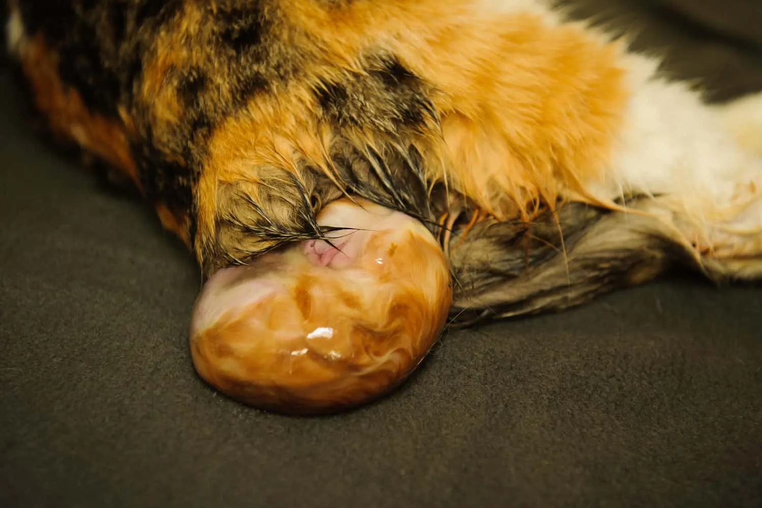 Calico Scottish Fold chat donnant naissance montrant le chaton dans le sac amniotique' title=