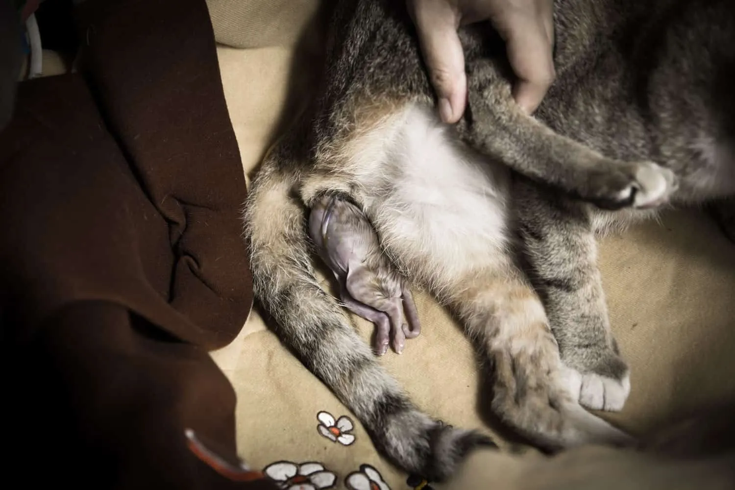 La dystocie est une condition difficile à donner naissance à un fœtus. Une chatte en train d'accoucher montre le chaton dans le vagin.' title=