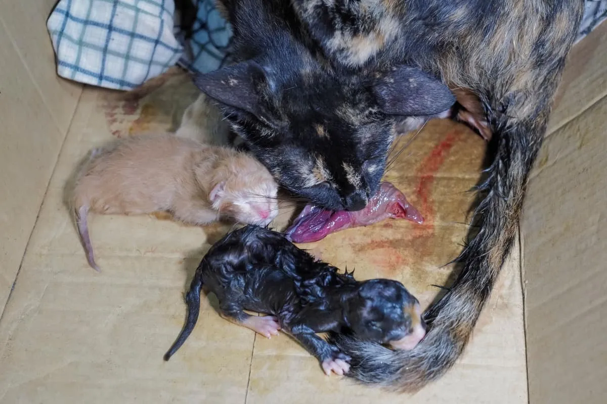 chat mangeant du placenta avec des chatons nouveau-nés' title=