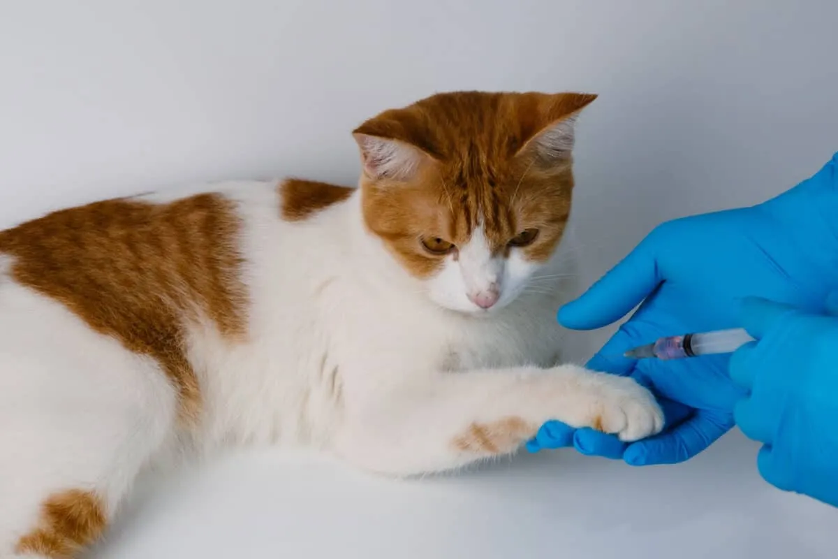 Dyrlæger vaccinerer en orange kat i benområdet for at forhindre rabies leukæmi, katteaids og hjerteorm. på klinikken' title=