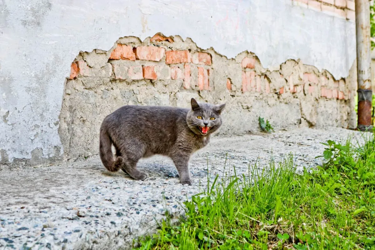 vild kat, der mistænkeligt har en rabies' title=