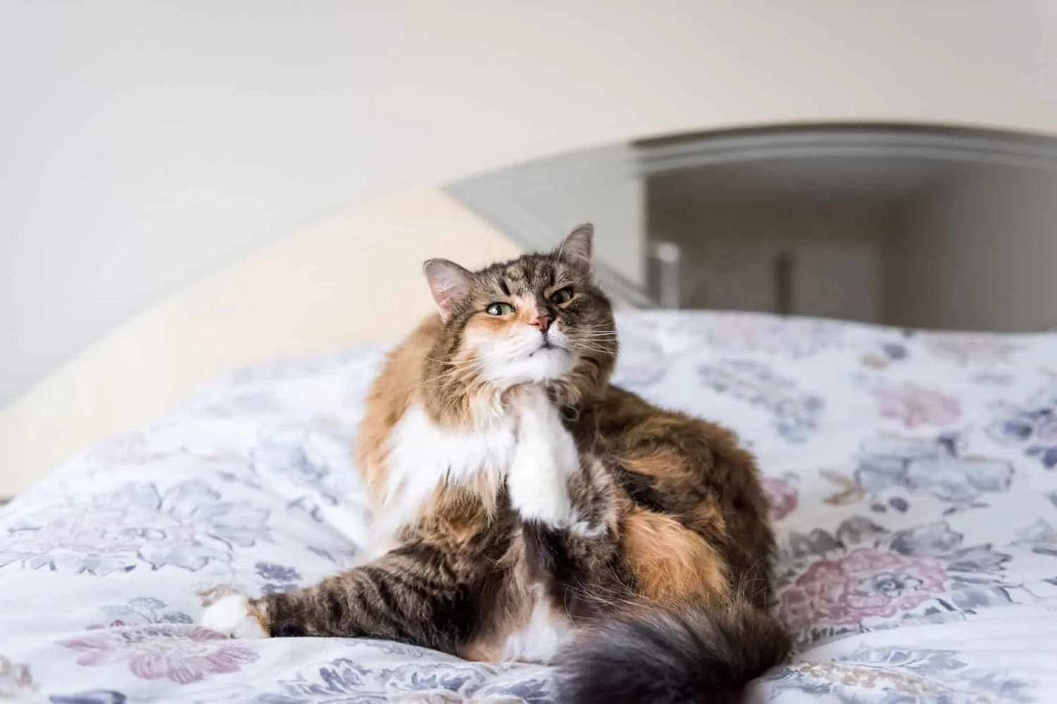 Primer retrato de gato calico maine coon sentado acostado en la cama rascándose el cuello usando las patas traseras divertido en el dormitorio' title=