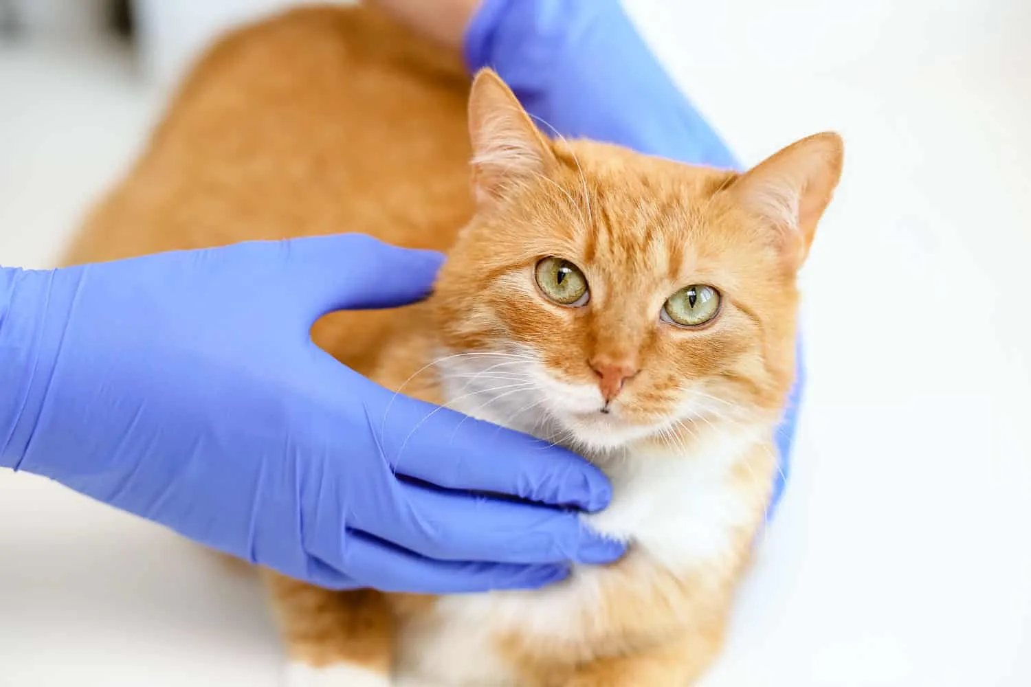 Primer plano gato rojo esponjoso mirando cámara en manos de un médico con guantes de goma de nitrilo azul sobre fondo blanco. Examen de un animal enfermo y sano en una clínica veterinaria. Día Mundial del Gato' title=