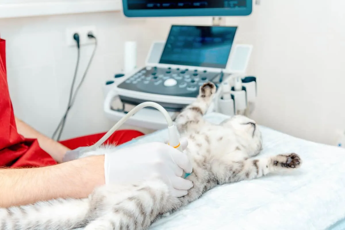 Cat con esame ecografico in clinica veterinaria' title=