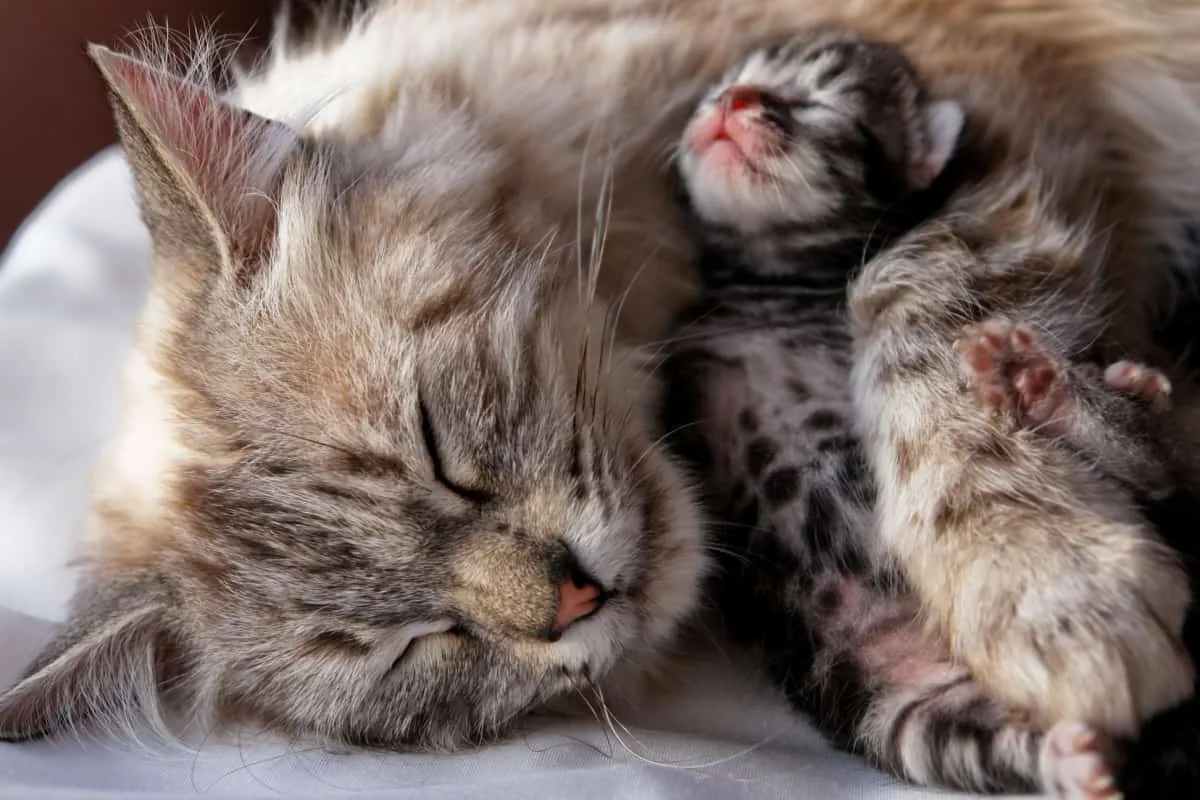 Abbracci per gatti e gatti' title=