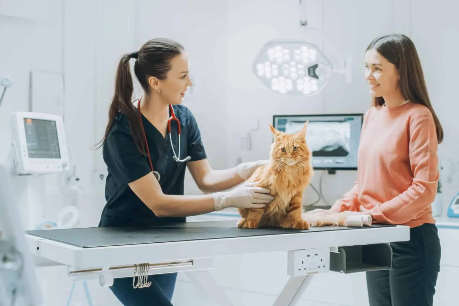 Jonge mooie vrouwelijke huisdier houden op doktersafspraak in een moderne veterinaire kliniek. Red Maine Coon staat op onderzoekstafel terwijl vrouwelijke dierenarts de kat inspecteert' title=