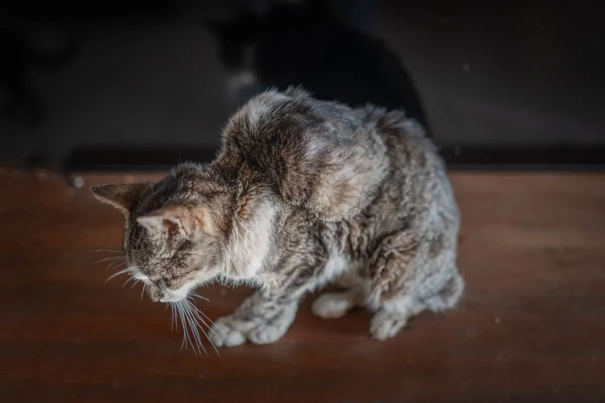 Gato con un tumor en la espalda - Sarcoma asociado a la vacuna en gatos' title=