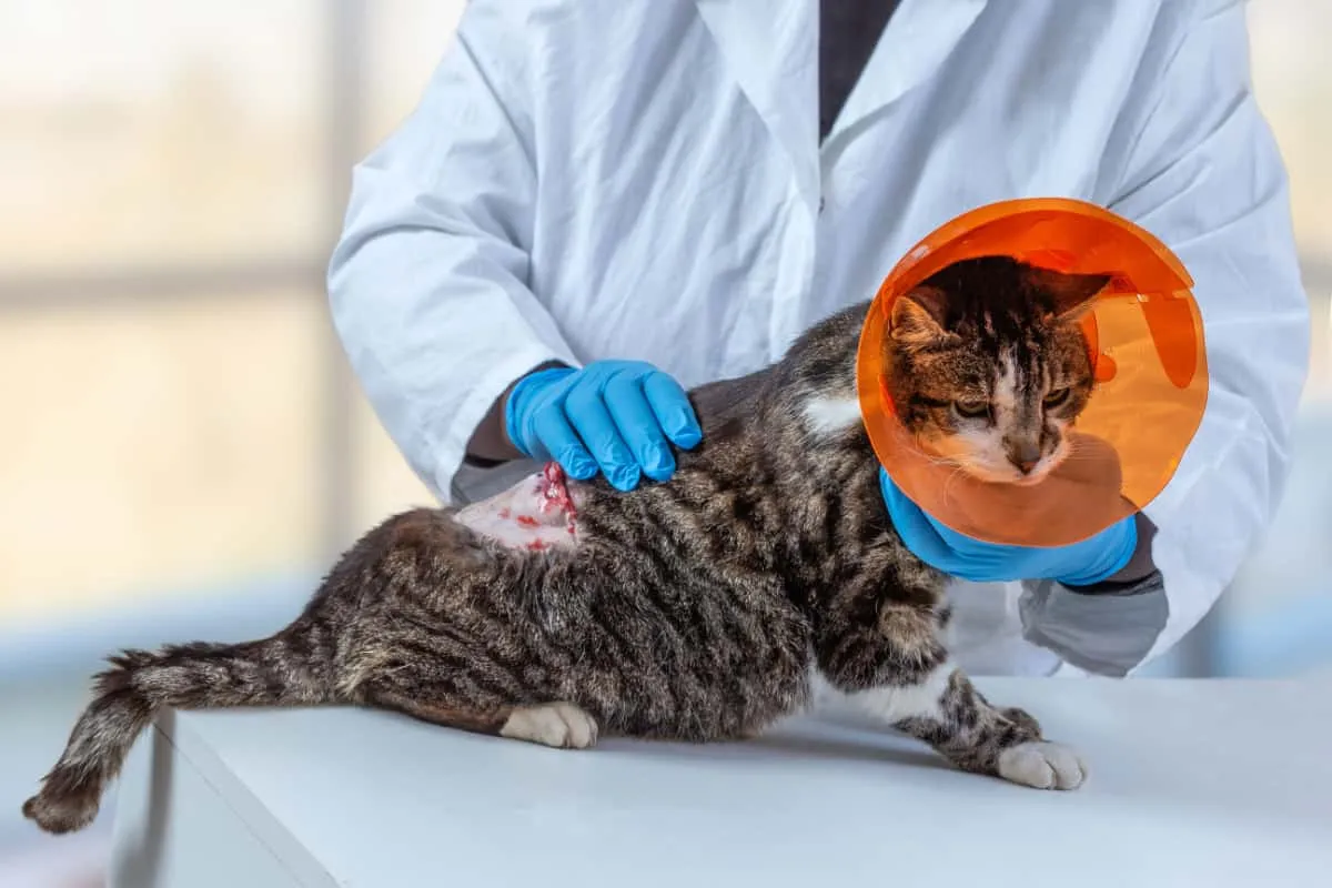 Gato con collar después de la cirugía de eliminación de tumores: sarcoma asociado a la vacuna en gatos' title=