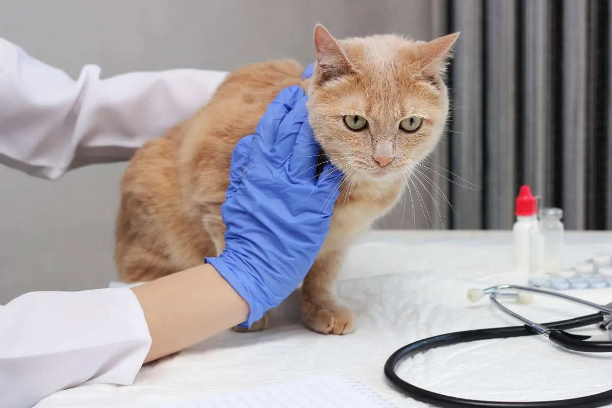 Un gato rojo está siendo examinado por un sarcoma veterinario asociado a la vacuna en gatos' title=