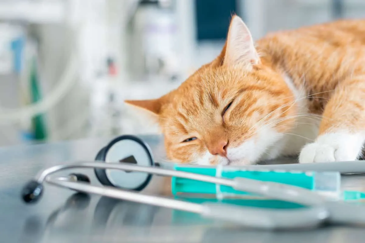 Cat que dormía acostado sobre una mesa cerca de una jeringa y un estetoscopio - Sarcoma asociado a la vacuna en gatos' title=