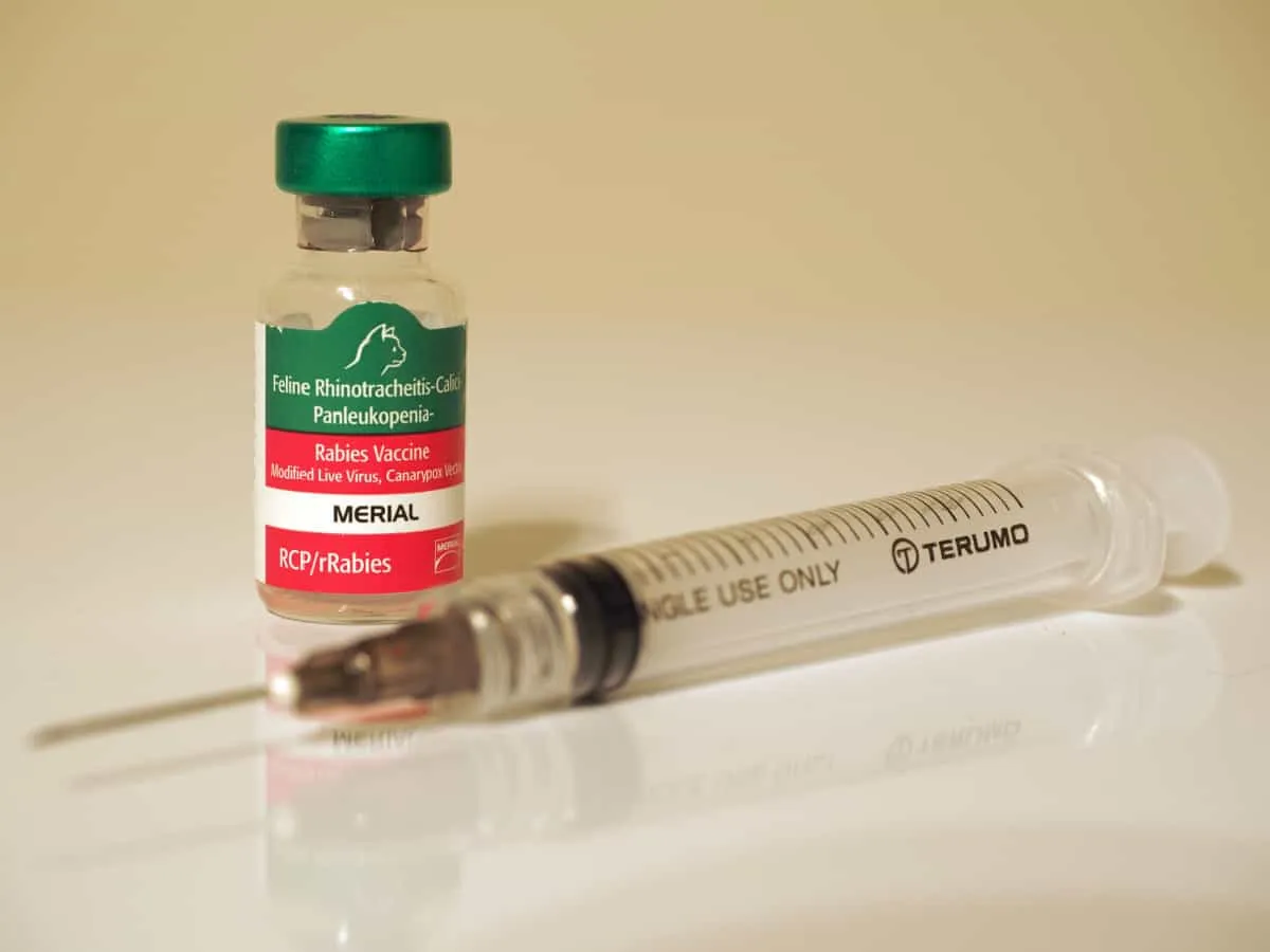 Botella de vacuna contra la rabia y una jeringa - Sarcoma asociado a la vacuna en gatos' title=