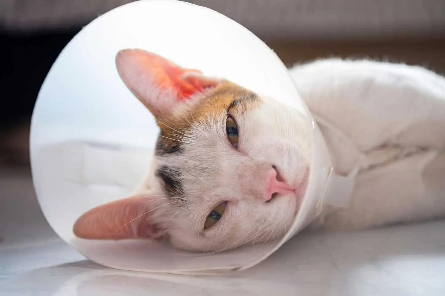 Katten bär ett halsband för att förhindra att den slickar såret efter sterilisering. Kastrering av hankatten. Sjuk katt koncept.' title=