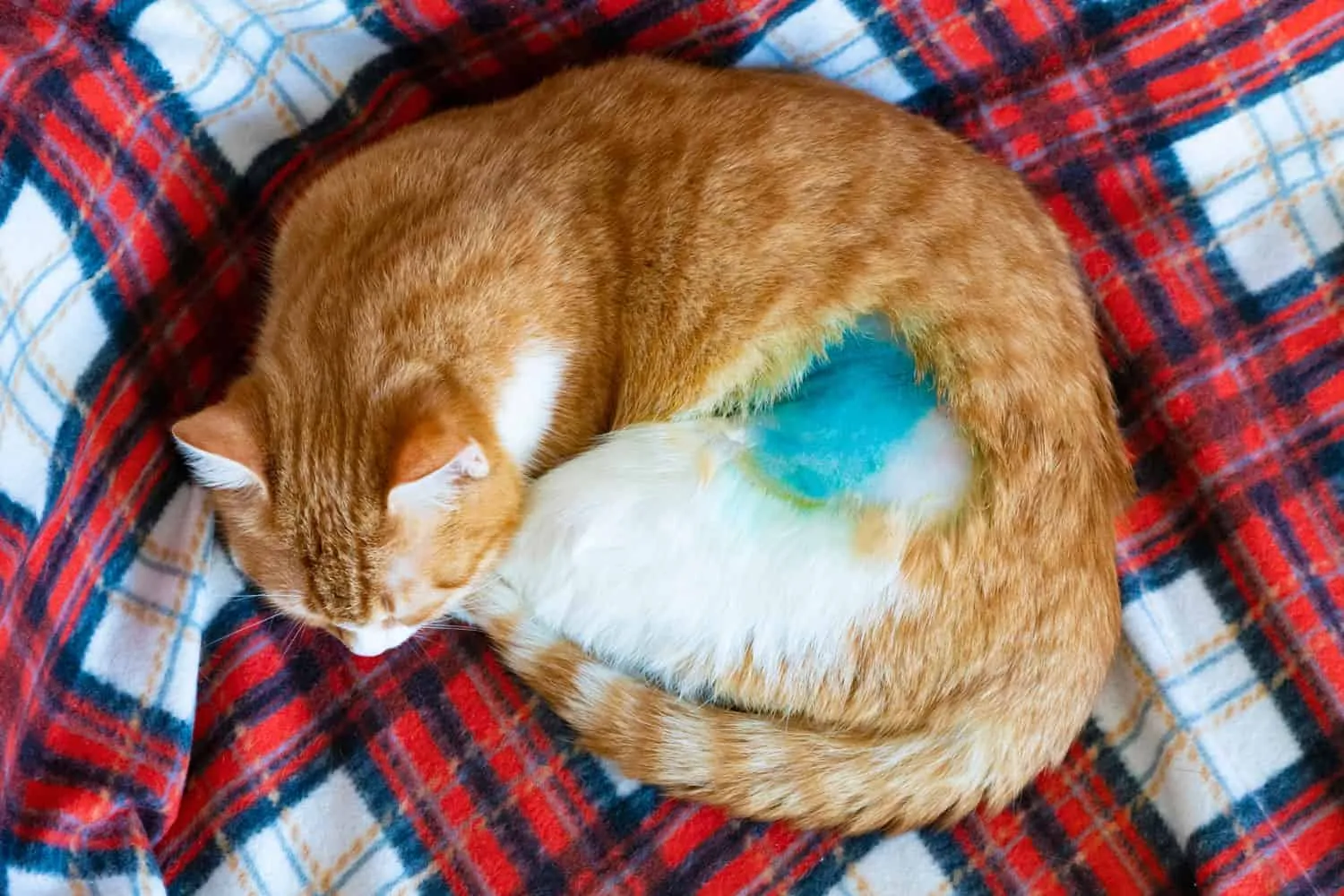 katten sover efter kastreringsoperation' title=