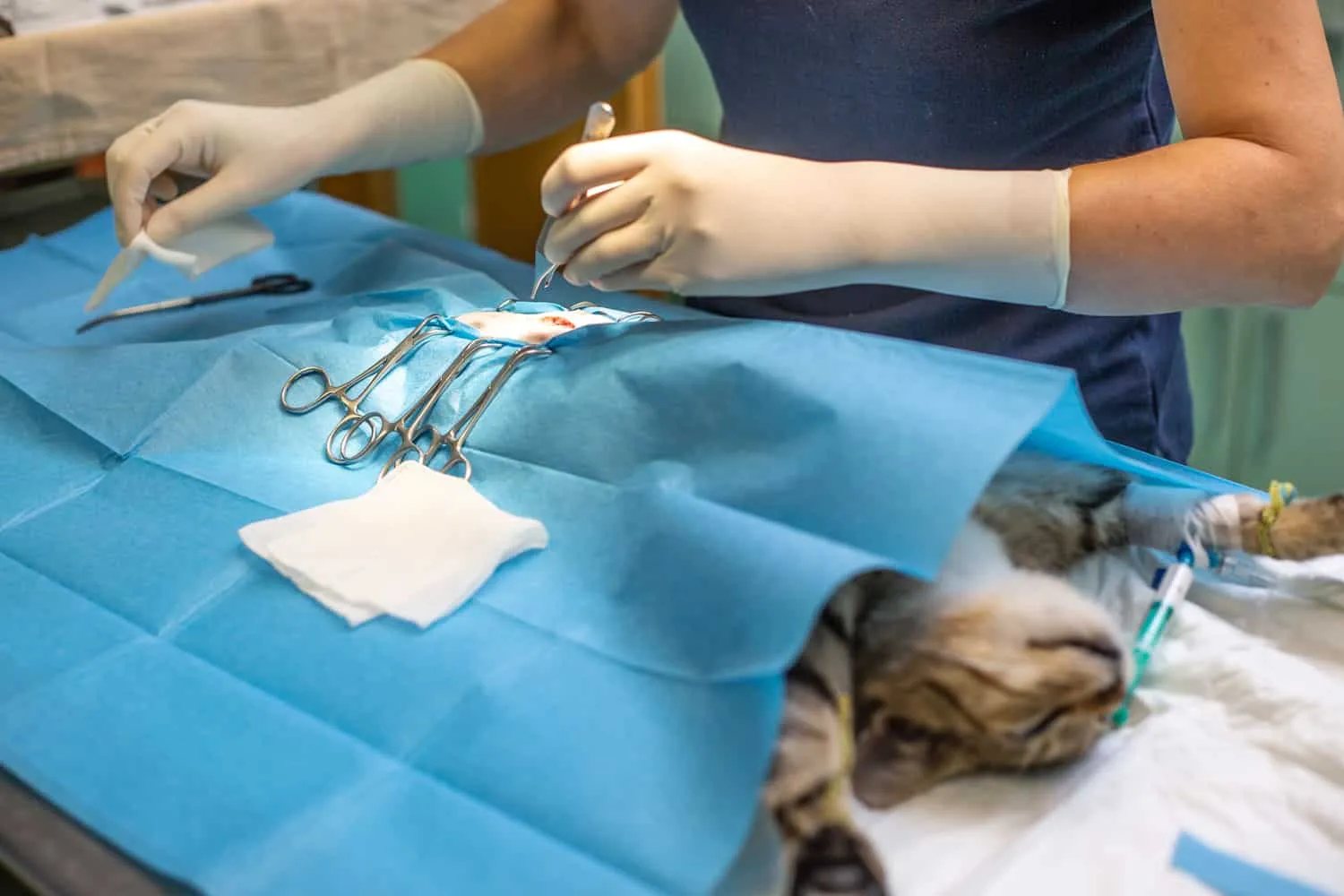 Veterinärkirurgi kastrering av en katt på veterinärkliniken äggstocksborttagning' title=