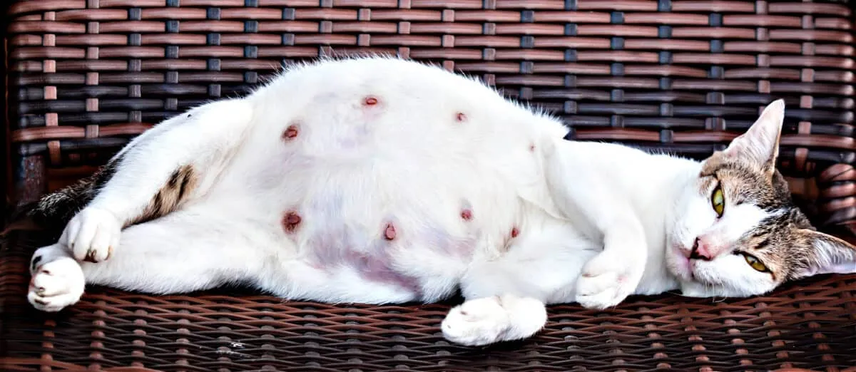 Graviditet og levering hos katter: Din komplette ressurs' title=