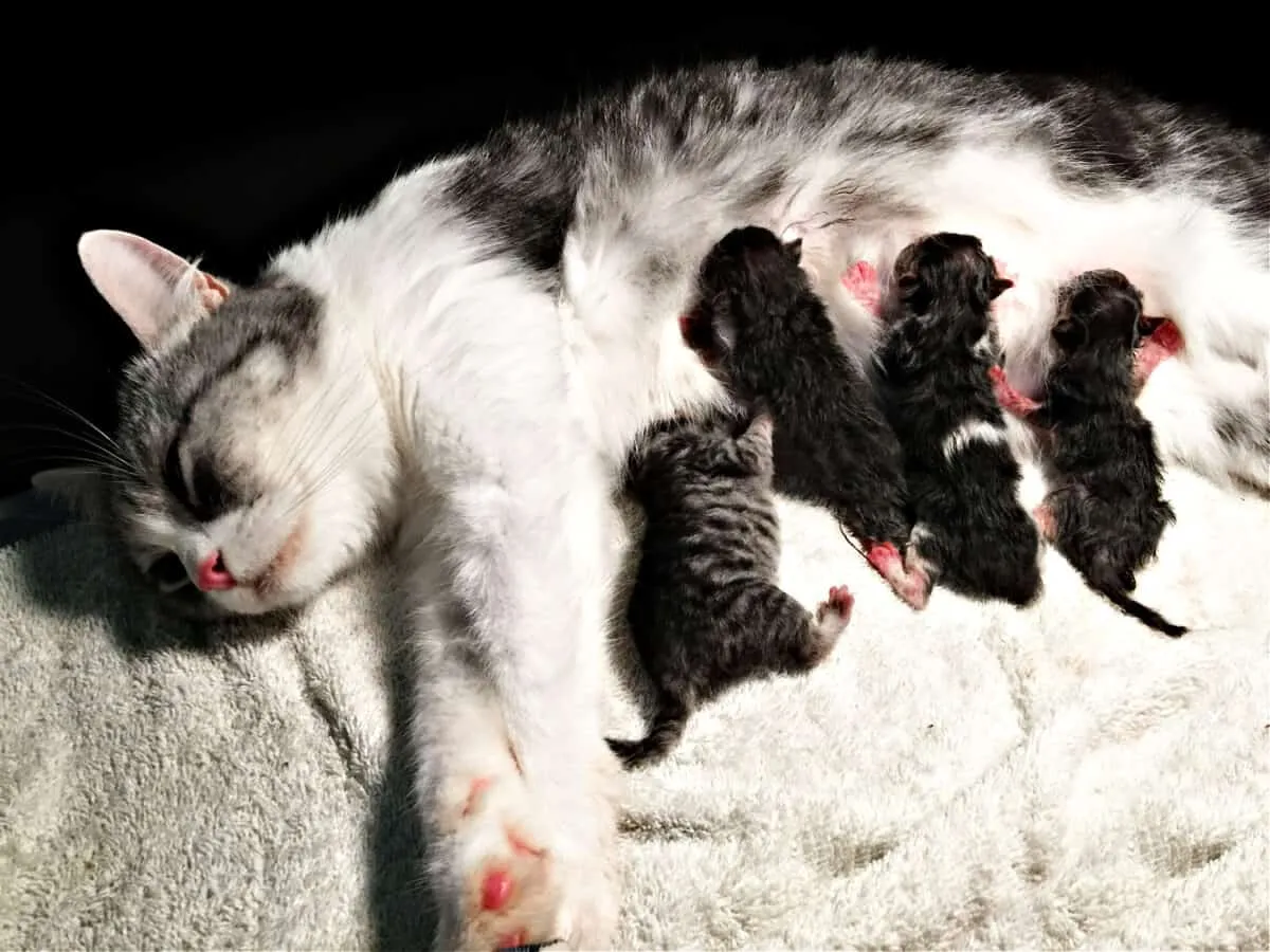 Graviditet og levering hos katter: Din komplette ressurs' title=