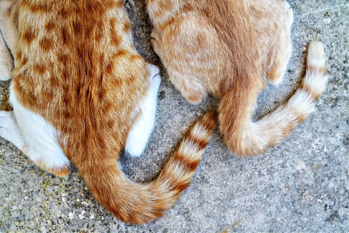 Problèmes de santé dans les queues – Un manuel du propriétaire de chat pour une queue saine' title=