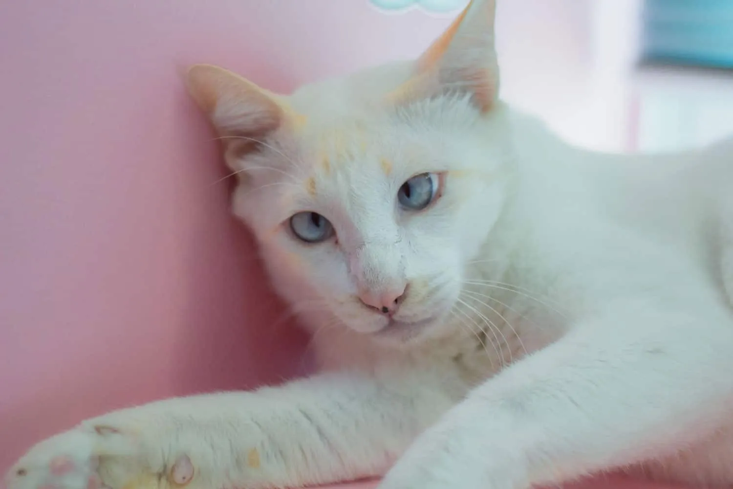 Balta katė turi Dauno sindromą, atsipalaiduokite kambaryje.' title=