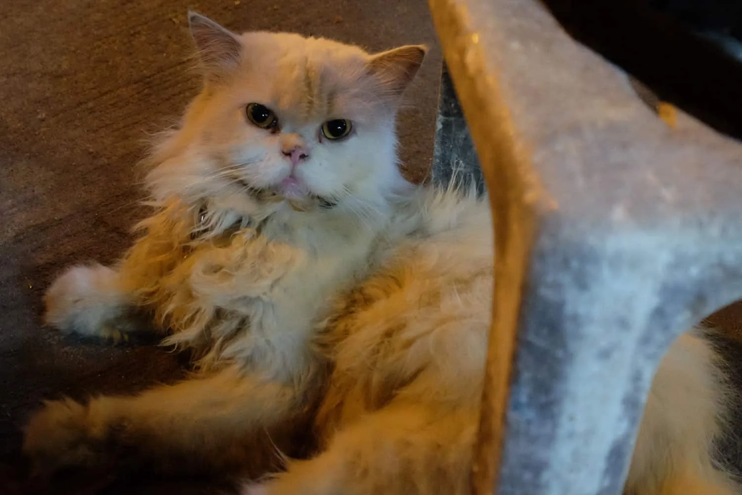 Nešvari pūkuota katė guli. Katė kenčia nuo Dauno sindromo.' title=