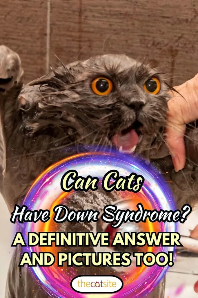 Juokinga šlapia britų katė ryškiai oranžinėmis akimis, atvira burna ir liežuviu, prausia duše. Naminių gyvūnėlių higienos koncepcija. Šlapias piktas katinas.' title=